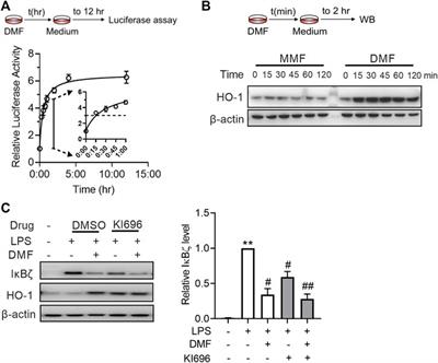 Short-term exposure to dimethyl fumarate (DMF) inhibits LPS-induced IκBζ expression in macrophages